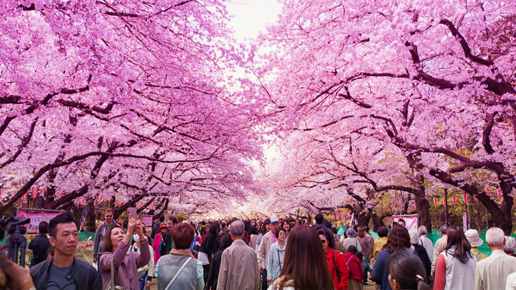 semana dorada de japon golden week con los arboles cerezos rosas